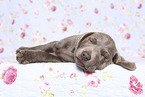 Labrador Retriever Welpe