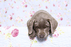 Labrador Retriever Welpe