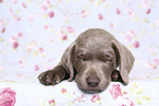 Labrador Retriever Welpe