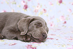 Labrador Retriever Welpe