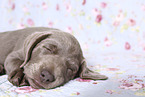 Labrador Retriever Welpe