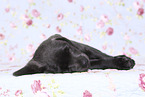 Labrador Retriever Welpe