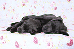 Labrador Retriever Welpen