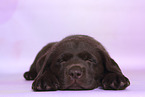 Labrador Retriever Welpe