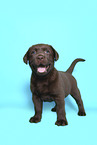 Labrador Retriever Welpe