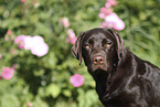 Labrador Retriever Hndin