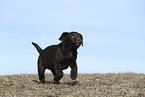 Labrador Retriever Welpe