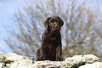 Labrador Retriever Welpe