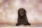 Labrador Retriever Welpe