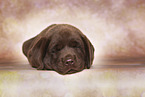 Labrador Retriever Welpe