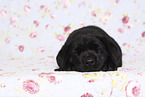 Labrador Retriever Welpe