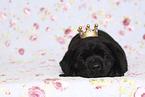 Labrador Retriever Welpe