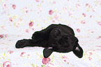 Labrador Retriever Welpe