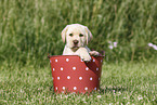 Labrador Retriever Welpe