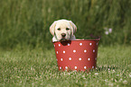 Labrador Retriever Welpe