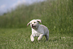 Labrador Retriever Welpe