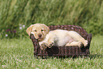 Labrador Retriever Welpe