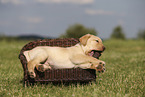 Labrador Retriever Welpe