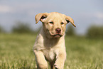 Labrador Retriever Welpe