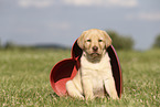 Labrador Retriever Welpe