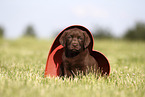 Labrador Retriever Welpe