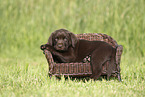 Labrador Retriever Welpe