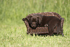 Labrador Retriever Welpe