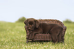 Labrador Retriever Welpe