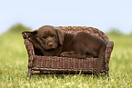 Labrador Retriever Welpe