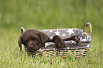 Labrador Retriever Welpe