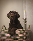 junger Labrador Retriever