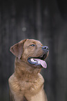 Labrador Retriever Portrait