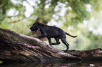 schwarzer Labrador Welpe