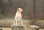 blonder Labrador Retriever