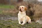 blonder Labrador Retriever
