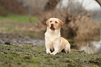 blonder Labrador Retriever