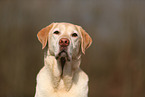 blonder Labrador Retriever