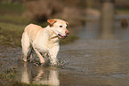 blonder Labrador Retriever