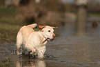 blonder Labrador Retriever