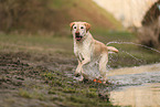 blonder Labrador Retriever