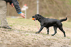 schwarzer Labrador Retriever