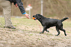 schwarzer Labrador Retriever