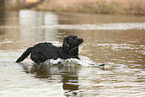 schwarzer Labrador Retriever