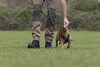 Labrador Retriever Welpe