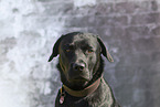 Labrador Retriever Portrait