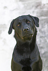 Labrador Retriever Portrait