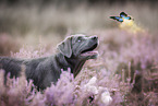 Labrador Retriever Welpe