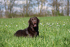 brauner Labrador Retriever