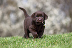 Labrador Retriever Welpe