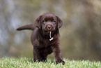 Labrador Retriever Welpe